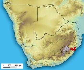 Distribution records of Pachycarpus natalensis at the National Herbarium (PRE) in Pretoria