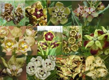 Diversity of Pachycarpus species of southern Africa