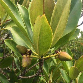 Rhizophora mucronata, developing fruits without hypocotyl.