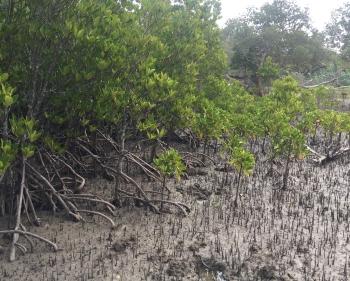 Rhizophora mucronata, in habitat.