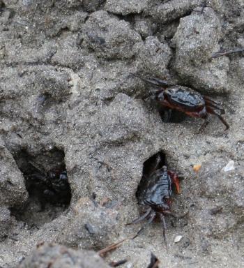 Root crabs (Goniopsis sp.)