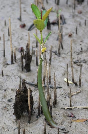 Rhizophora mucronata, seedling, in habitat.