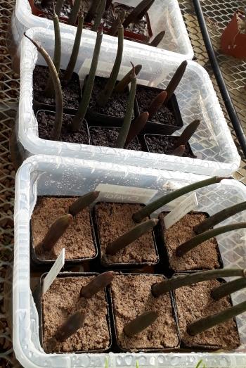Rhizophora mucronata, seeds germinating in the Kirstenbosch Nursery.