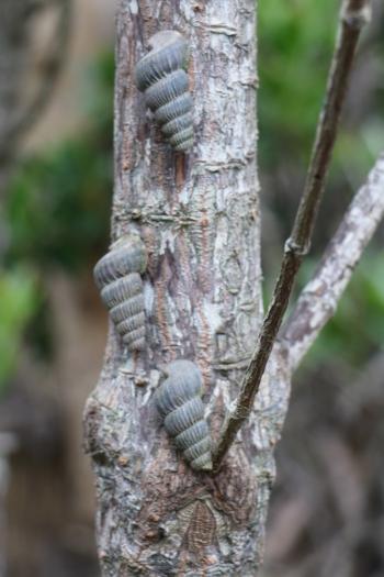 Rhizophora mucronata, stem, with mangrove snails.