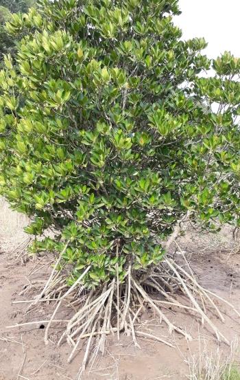 Rhizophora mucronata, tree, showing distinctive aerial roots.