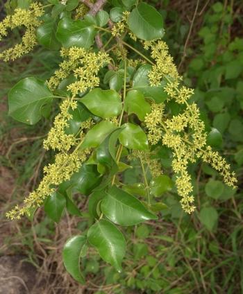 Flowers and foliage of Lannea schweinfurthii var. stuhlmannii (Geoff Nichols)