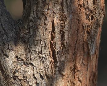 Azanza garckeana, rough, older bark.