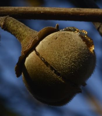 Azanza garckeana, hairy fruit exuding edible pulp.