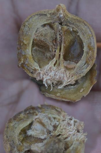 Azanza garckeana, open fruit showing the woolly seeds.