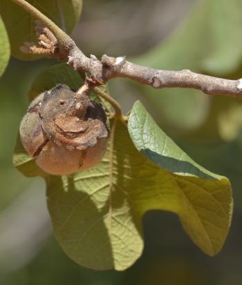 Azanza garckeana, lower surface of a leaf.