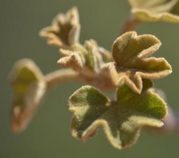 Azanza garckeana, young leaves.