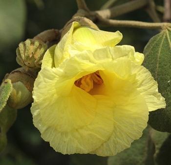 Azanza garckeana, yellow flower with truncate calyx and flower bud with fused epicalyx still present (Bart Wurston)