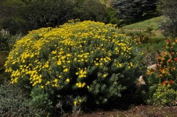 Euryops 'Silver Sunshine'