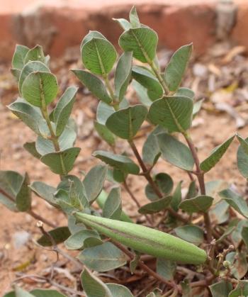 Raphionacme hirsuta, plant in fruit.