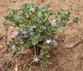 Raphionacme hirsuta, plant in flower.