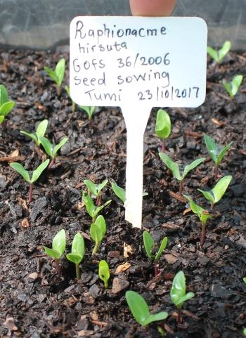 Raphionacme hirsuta, seedlings.