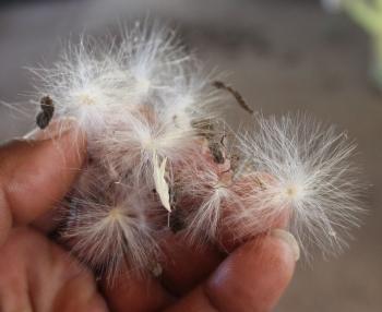 Raphionacme hirsuta, seeds.