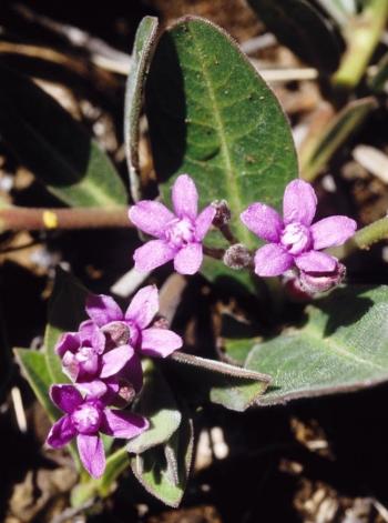 Raphionacme hirsuta, flowers.