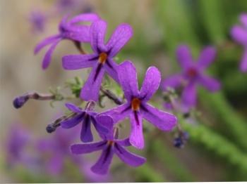 Jamesbrittenia microphylla 