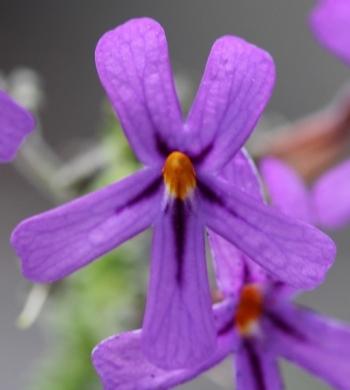 Jamesbrittenia microphylla, purple flowers with dark purple streaks and a yellow throat.