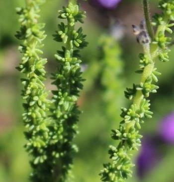 Jamesbrittenia microphylla, very small leaves on thin stems.