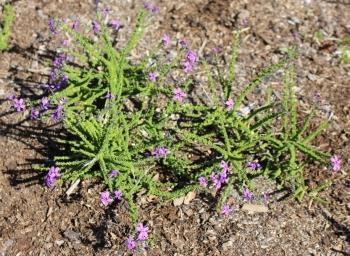 Jamesbrittenia microphylla, in the garden.