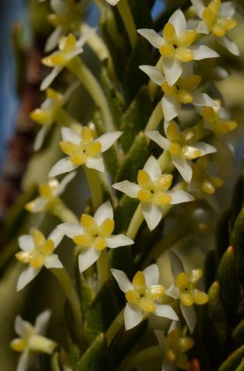 Struthiola striata (John Manning)