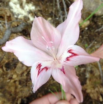 Gladiolus virgatus (H. Pickering)