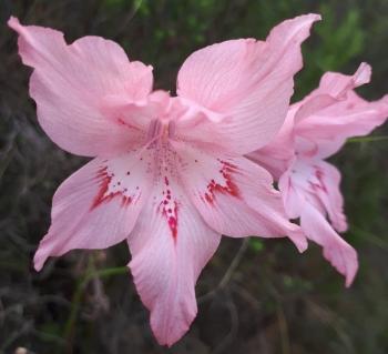 Gladiolus virgatus (I. Ebrahim)