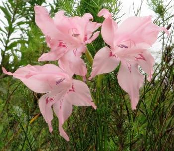 Gladiolus virgatus (H. Pickering)