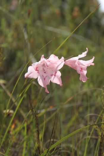 Gladiolus virgatus (I. Ebrahim)