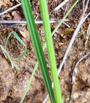 Gladiolus virgatus leaves (H. Pickering)