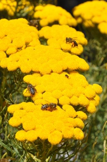 Athanasia crithmifolia, is popular with honeybees.