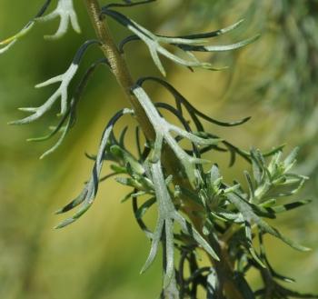 Athanasia crithmifolia, foliage.