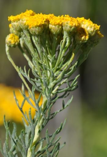 Athanasia crithmifolia