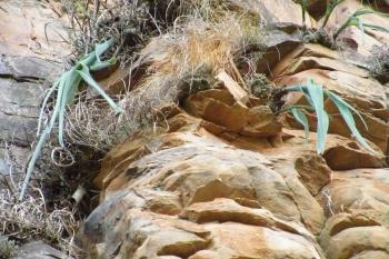 Albuca lebaensis in habitat on a cliff face at Leba Pass, southwestern Angola.