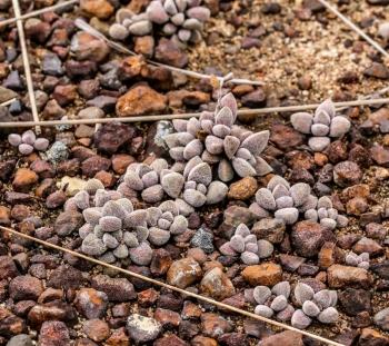 Typical habitat of Crassula obovata var. dregeana, in a rocky outcrop in grassland. (Photo Graham Grieve)