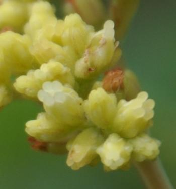 Crassula cultrata, each corolla lobe has an ovoid appendage at the tip.