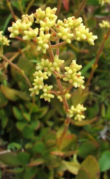 Crassula cultrata, inflorescence.