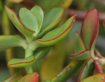 Crassula cultrata, sessile, succulent leaves in opposite pairs.