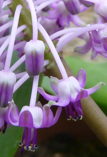 Ledebouria sandersonii flowers