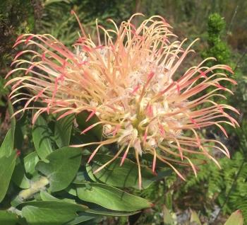 Leucospermum gueinzii, circular flowerheads of yellow and orange flowers maturing to scarlet.