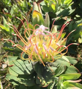 Leucospermum gueinzii, fresh flowerhead.