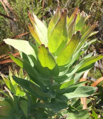 Leucospermum gueinzii, new growth.