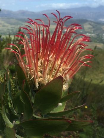 Leucospermum gueinzii, mature flowerhead.