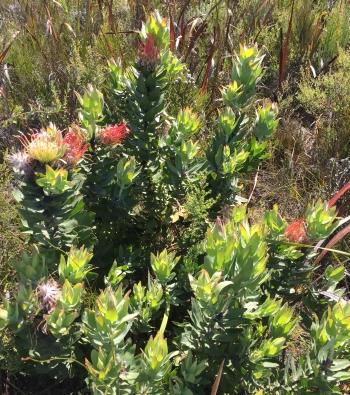 Leucospermum gueinzii, in habitat.