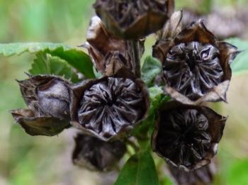 Ripe capsules of Sida rhombifolia. (H. Baijnath)