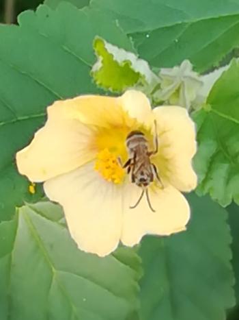 Bee visiting Sida cordifolia