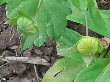 Green fruits of Sida ternata