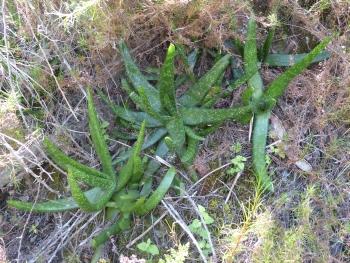 A group of Gasteria koenii growing on the southern foothills of the Osberg. 